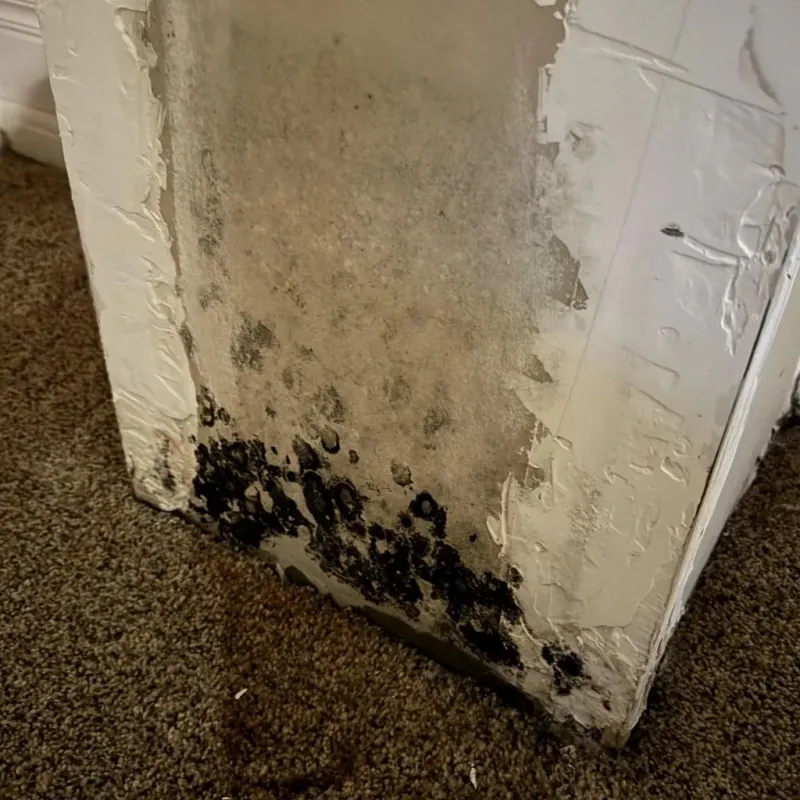 Professional Mold Removal in Mayflower, AR